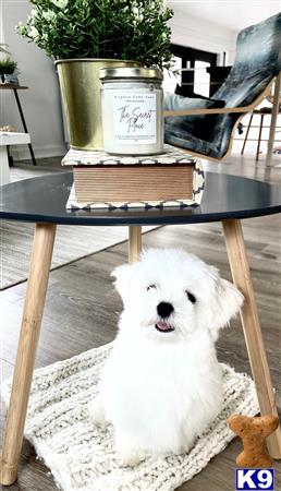 Miracle Maltese Picture 2
